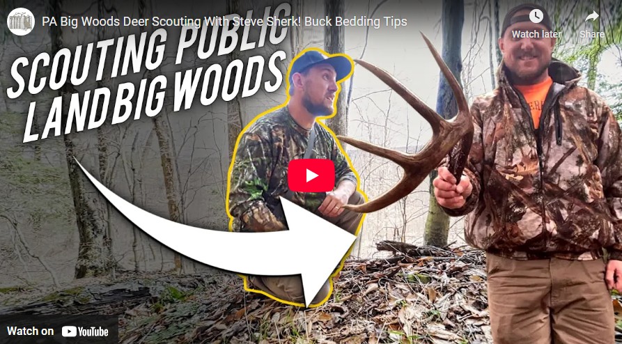 PA Big Woods Deer Scouting With Steve Sherk- Buck Bedding & Post-Season Insight PA Big Woods Deer Scouting With Steve Sherk: Buck Bedding & Post-Season Insight